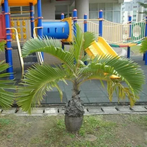 thumbnail for publication: Hyophorbe lagenicaulis, Bottle Palm